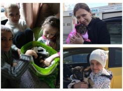 Умирающих возле мертвой мамы щенков спасают читатели «Блокнот Волгограда»