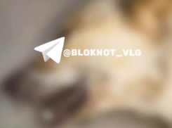 «Они умирают в ужасных мучениях»: собак массово травят в новом ЖК в Волгограде