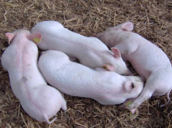 В Руднянском районе снят особый режим по АЧС 