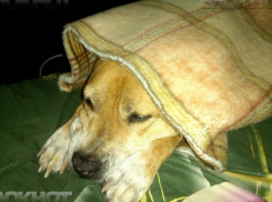 Пять градусов мороза напомнят жителям Волгограда о приближении Нового года