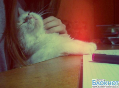 В конкурсе «Самый красивый кот Волгограда» участвует Мурзик