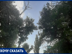 «Неужели наша УК ждет несчастного случая?»: обрезать опасные тополя через главу района просят волгоградцы