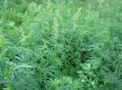Под Волгоградом 37-летний мужчина вырастил 130 кустов конопли
