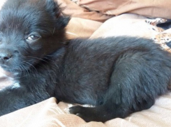 Под Волгоградом мужчины отрезали щенку хвост и уши, пытаясь сделать его злым