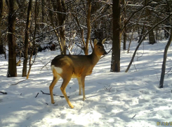 Строители-барсуки, игривый волк и экзотический енот: кого снимают фотоловушки под Волгоградом