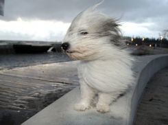 МЧС предупреждает жителей Волгоградской области о сильном ветре и грозах