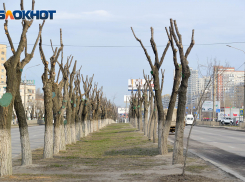 Волгоградских чиновников пригласили на прогулку по благоустроенному ими городу в сорокаградусную жару