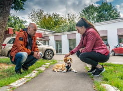 Зарастает проход в носу: щенка с огнестрельным ранением из Волгограда врачи не смогли выписать домой