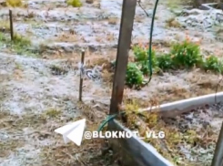 Заморозки ударили по городу в Волгоградской области: здесь все побелело