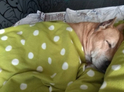 После ночных заморозков Волгоград ждет потепление