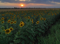 Почвенная засуха угрожает урожаю Волгоградской области: Гидрометцентр