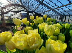 Волгоградцы устроили аншлаг на выставке первоцветов