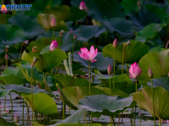 Под Волгоградом уничтожают уникальное озеро лотосов