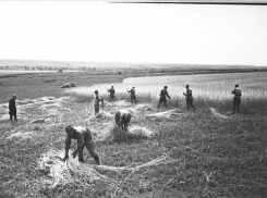 15 июля 1942 – под Сталинградом эвакуируют хлеб