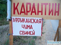 До конца февраля в Волгоградской области будет снят карантин по чуме свиней
