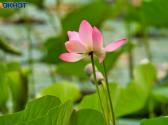 Любовные связи у Тельцов и крупные покупки у Скорпионов: гороскоп на неделю 