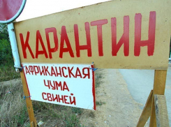 В Волгоградской области убито более 2 тысяч свиней, зараженных АЧС 