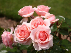 Больше тысячи кустов роз украсят парк Гагарина на севере Волгограда 