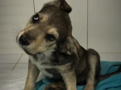 Из беззащитных щенков сделали мишень для стрельбы волгоградцы