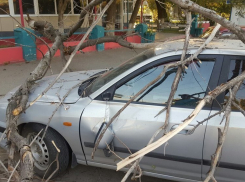 В Волгограде возле кафе дерево рухнуло на Hyundai