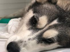 Молодую хаски сбили по дороге в аэропорт Волгограда и скрылись