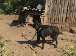 Стали известны подробности гибели годовалого мальчика под Волгоградом, которого растерзала собака