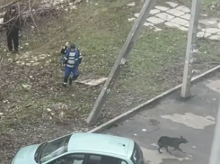 Волгоградские чиновники похвастались работой службы отлова 