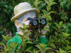 Присмотреться прокуратуре к работе регионального ДОСААФ посоветовал волгоградский политолог