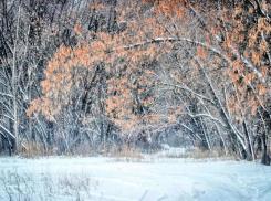 Волгоградский фотограф выложил в интернет снимки загадочного зимнего леса