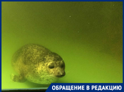 Волгоградку ужаснула вонь и плавающие в фекалиях питомцы океанариума