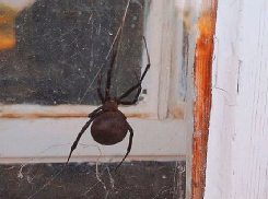 Смертельно ядовитый паук каракурт продолжает атаковать Волгоград после похолодания