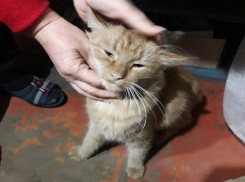 Рыжего Василия Ивановича с открытым переломом лапы спасли работники Урюпинского кранового завода