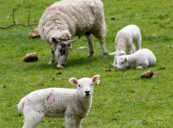 В Волгоградской области пастух заплатит более миллиона за вытоптанное овцами луковое поле