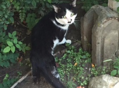 В Волгограде преданный кот не отходит от двери больной 86-летней хозяйки