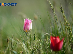 В Волгоград и область пришла иссушающая жара