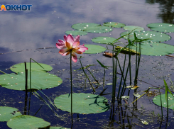 Жара до +37 градусов: погода в Волгограде и области на 6 августа 