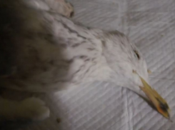 Умерли четыре птицы, избили собаку: подробности нападения на зооприют в Волгограде