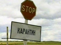 В Волгоградской области не смогли остановить вирус АЧС