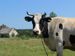 Движение вперед: в Волгограде снижаются объемы животноводческого производства