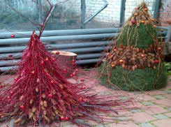 Жители Волгограда сделают экоселфи в ботаническом саду