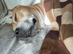 Заморозки пришли в Волгоградскую область