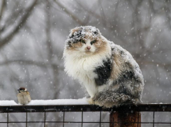 На смену сильным морозам в Волгоград пришли мокрый снег и «ноль»