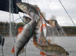 Браконьер на надувной лодке выловил электроудочкой 105 рыб под Волгоградом