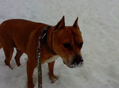 Волгоградцы поздравляют друг друга с новогодней погодой и предупреждают о гололеде на дорогах