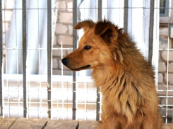 В Волгограде выбрали зоозащитников, которые получат миллионные гранты