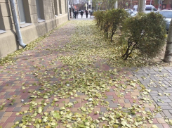 Сильный ветер и никакого снега: зима в Волгограде пока не удалась