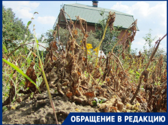 В адское пекло 83-летние волгоградские дачники ведрами таскают воду для полива