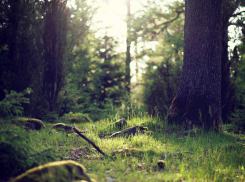 Пропавшего год назад мужчину нашли мертвым в лесу Волгоградской области