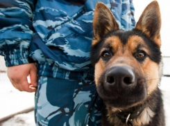 В Волгоградской области открылась еще одна школа для служебных собак