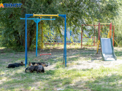 Под Волгоградом у чиновников отсудили 100 тысяч за укус бездомной собаки